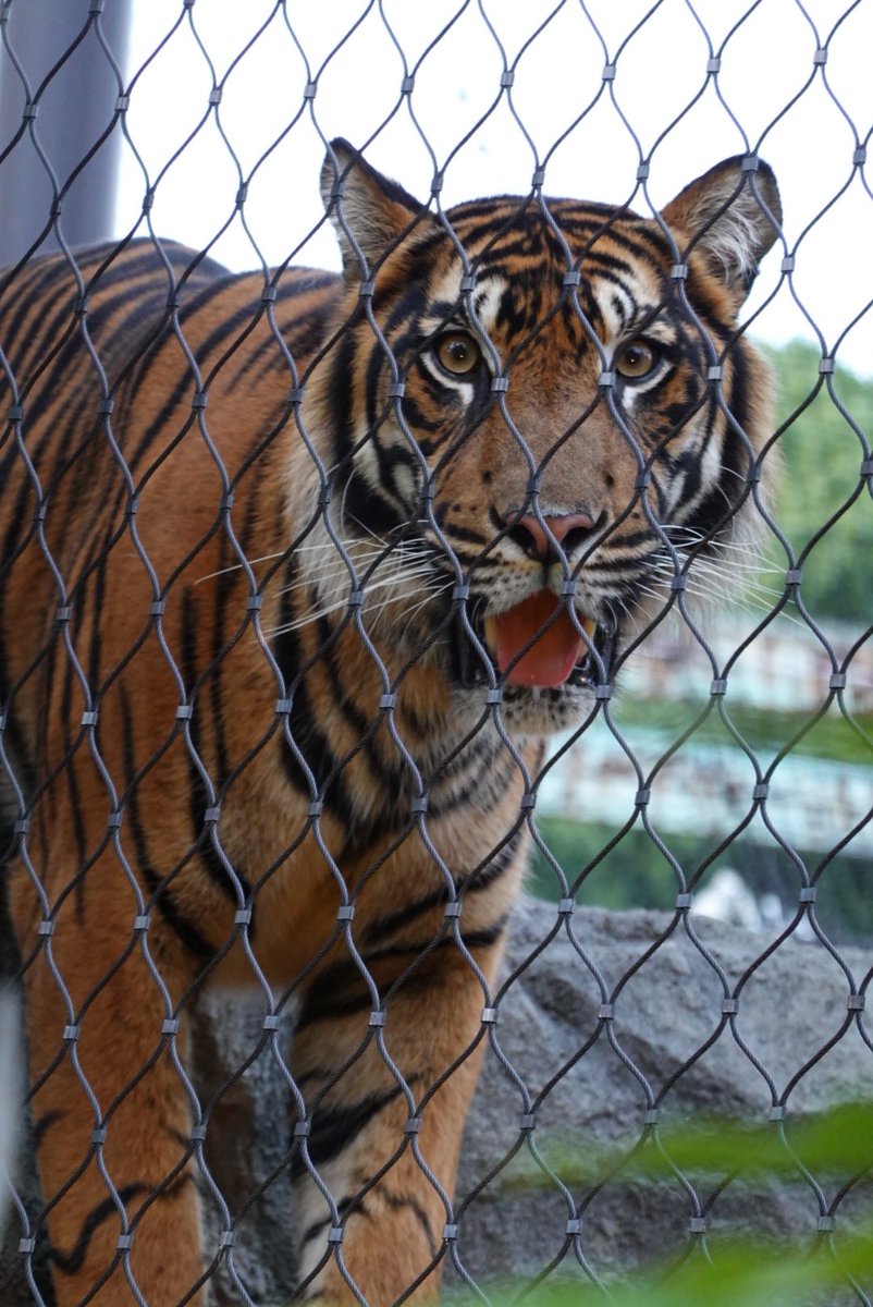 tE1vXPb0blbY1tQ's tweet photo. 恒例の #東山動植物園 #ナイトZOOandGARDEN

今年はかわいいカフェでお茶してから参戦🤚
季節のフルーツ満載の贅沢パフェ🍈

お腹も心も満たされたひとときでした😆✨

#CafeBlue
#カフェブル
#ホッキョクグマ
#フブキ
#スマトラトラ
#アロナ https://t.co/sskcQN6QFZ
