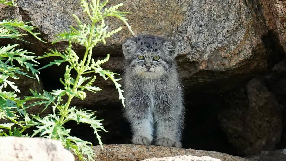 Daily Manul (@dailymanul) on Twitter photo 