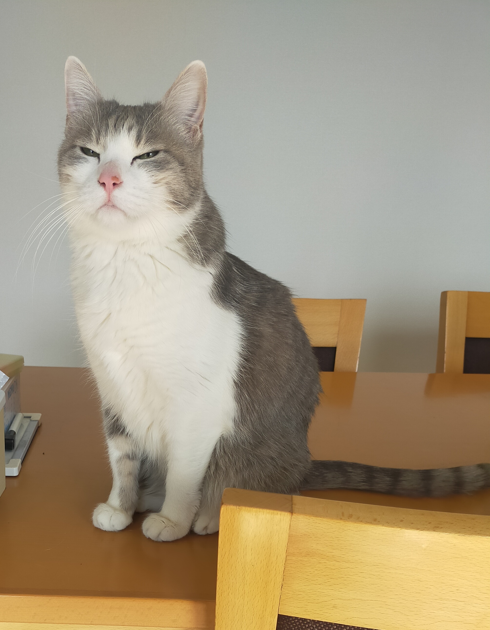 まさねこさん専用 さわってねこちゃん マザーガーデン ゆめいろマンチカン - メルカリ