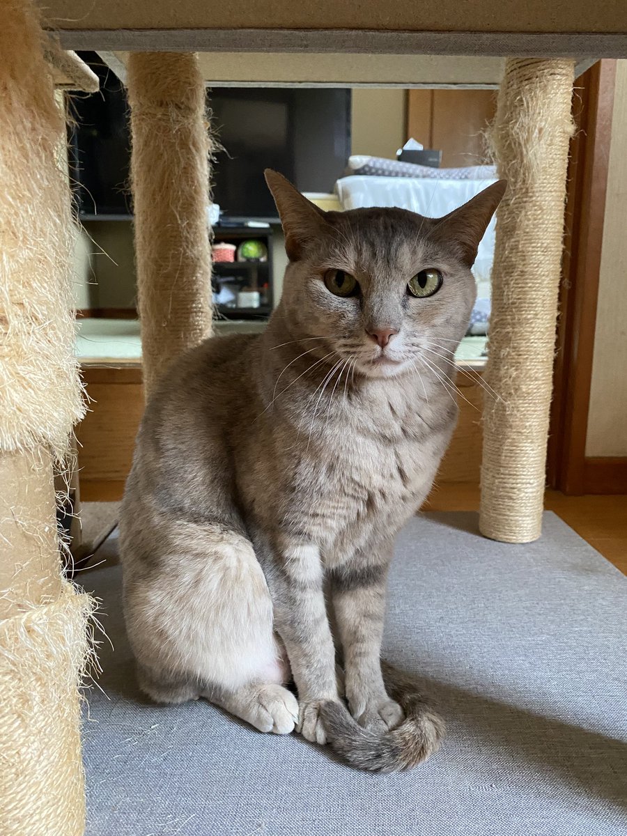 さばみ起きてきた