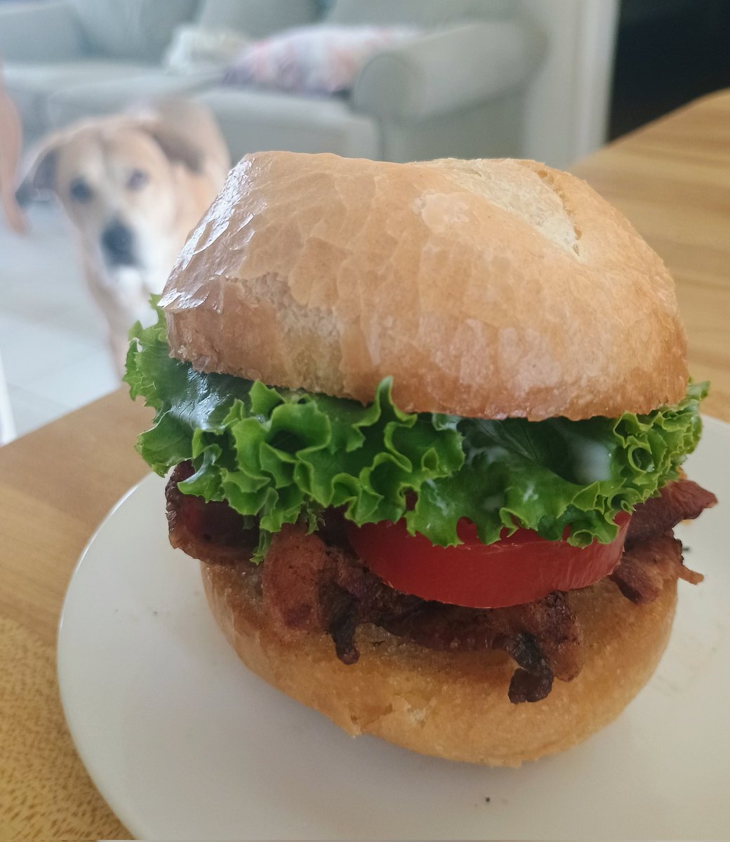 Can never go wrong with a BLT. Even Harley agrees!
#OPLive