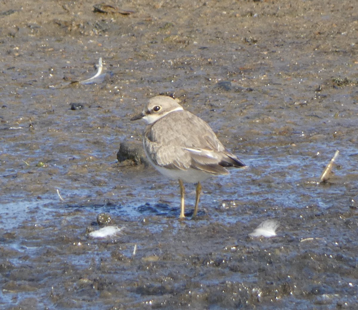 Steve Groves (@swannerysteve) on Twitter photo Today’s waders <a href="/DorsetSwannery/">Abbotsbury Swannery</a>… Little Ringed Plover, 2 Ringed Plover, Knot, 3 Sanderling, 4 Dunlin, + Oystercatchers, Lapwings & Common Sandpipers. Little Gull still. Ditchmoor held a Whinchat, 8 Stonechat & 6 Wheatear. <a href="/Joe_stockwell/">Joe Stockwell</a> <a href="/CWPhoto11/">Charlie Wheeler Photography</a> <a href="/kbutler1978/">kevin butler</a> <a href="/DorsetBirdClub/">Dorset Bird Club</a> Today’s waders <a href="/DorsetSwannery/">Abbotsbury Swannery</a>… Little Ringed Plover, 2 Ringed Plover, Knot, 3 Sanderling, 4 Dunlin, + Oystercatchers, Lapwings & Common Sandpipers. Little Gull still. Ditchmoor held a Whinchat, 8 Stonechat & 6 Wheatear. <a href="/Joe_stockwell/">Joe Stockwell</a> <a href="/CWPhoto11/">Charlie Wheeler Photography</a> <a href="/kbutler1978/">kevin butler</a> <a href="/DorsetBirdClub/">Dorset Bird Club</a>