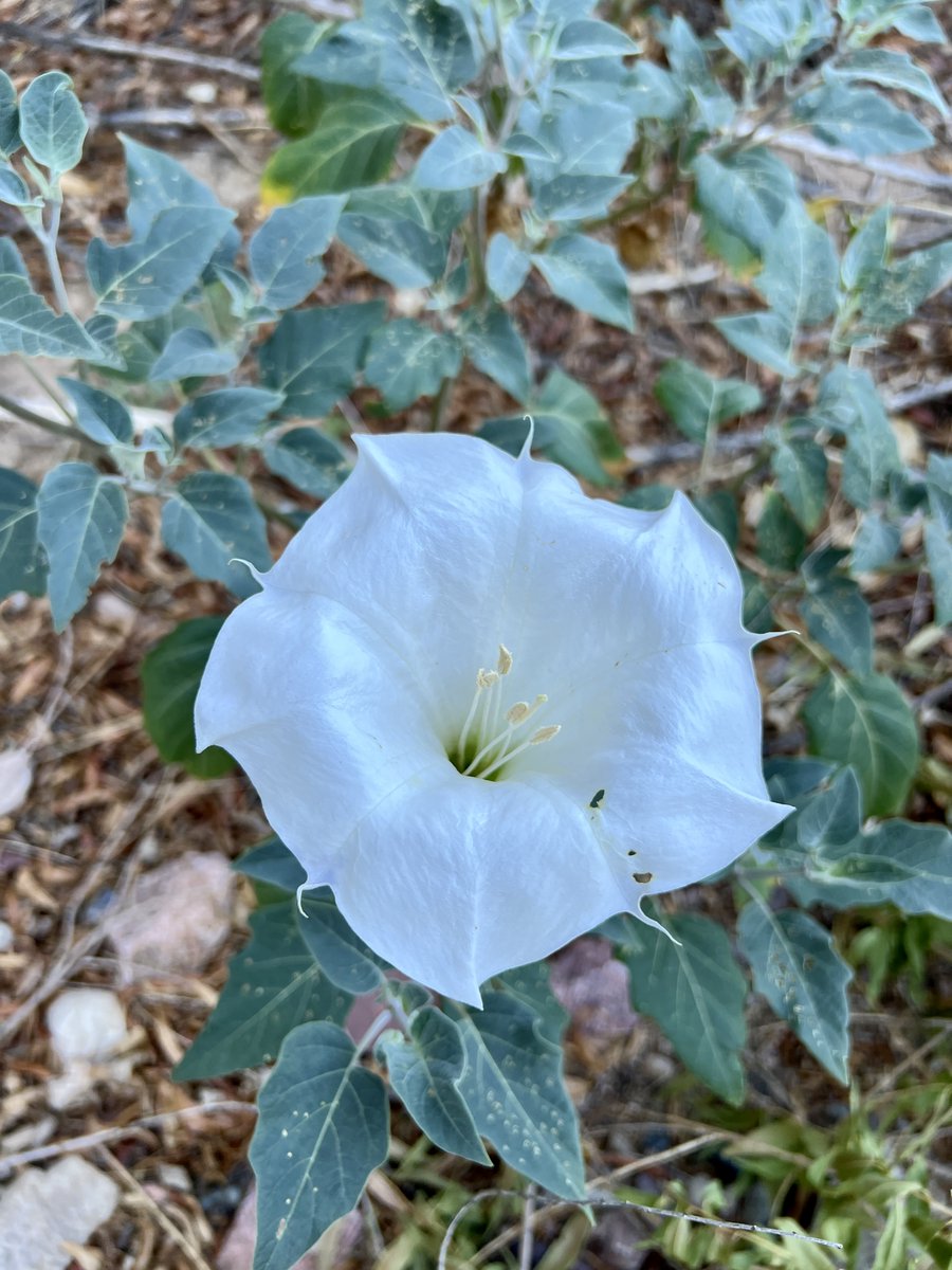 More yellow-billed #cuckoo surveys last week. Survey partner's shoe BRUSHED a western #diamondback (see shoe print, same direction she is facing). 

Didn't even move🙏.  Me: far enough behind to tell him he was hair's length from stepping on #snake. 😳

Other less-scary things:
