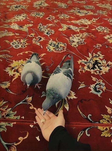 وداعُك يا ضامنَ الجنة
ليس كأي وداع…
هو فراقٌ تُثقل فيه القلوب بالحنين
على أعتابِك، تختلط دموعُ الشوق بدموعِ الوداع…يا من جئتُ أطلب القرب، وأرحلُ وفي القلب وعدُ العودة