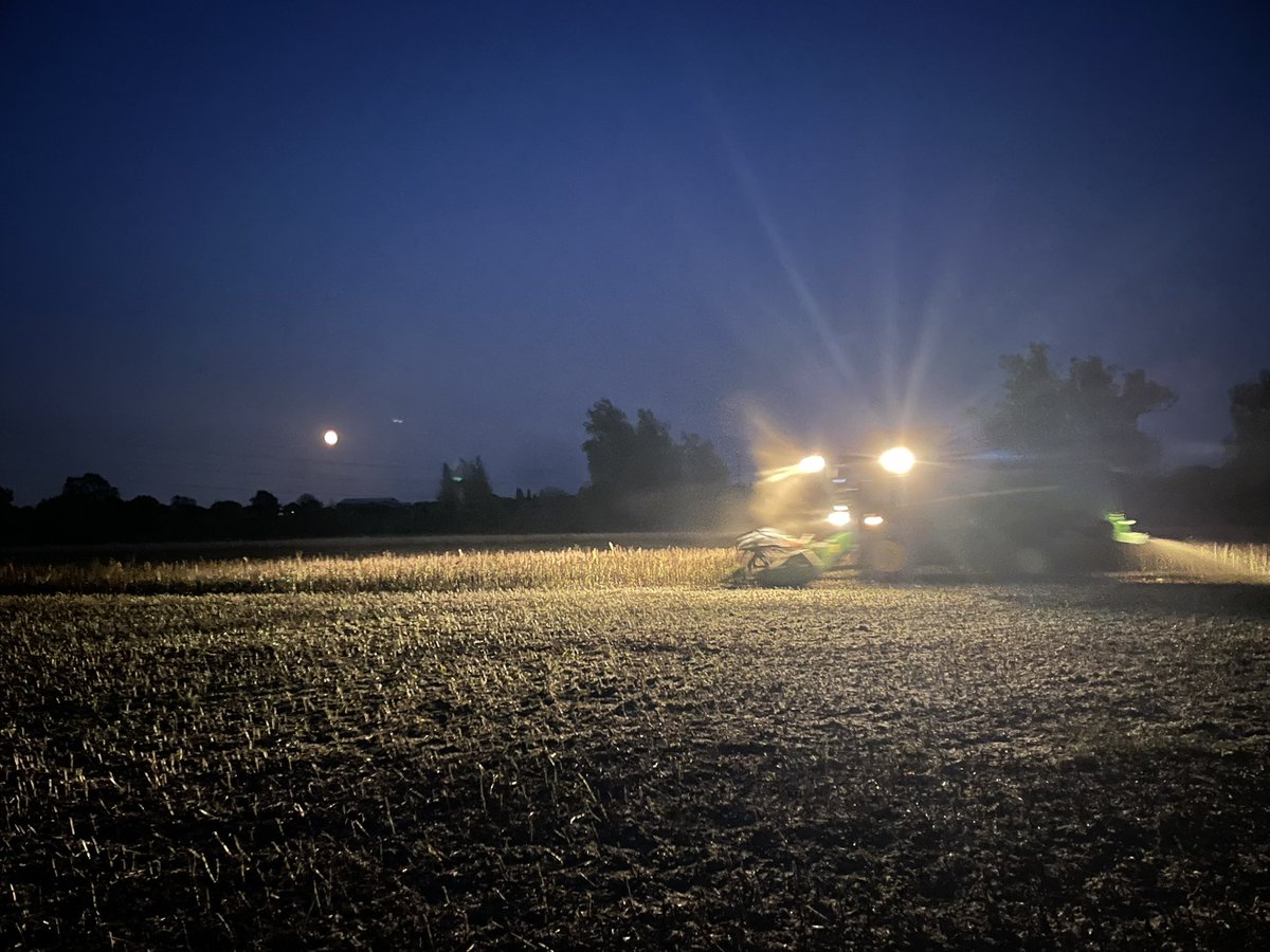 ‘Harvest moon’. Spring beans coming in under cool conditions 😎