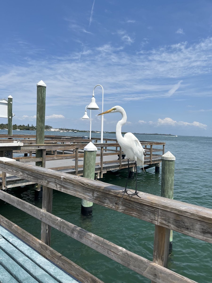 Good afternoon X 
greetings from the
sunshine state 🐬
#Saturday #photo 
📸 Tim 🌴✌️