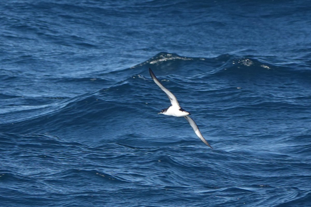 Juvenile Black Guillemots seen from the Rathlin Ferry today, on the way to Ballycastle and again on the way back. Very few other auks around now but did spot a Razorbill with its offspring in tow, and also had some great views of Manx Shearwaters