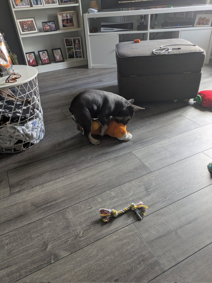 I thought I liked rainbow but it seems my dog loves him more <a href="/Butlins/">Butlin's</a>