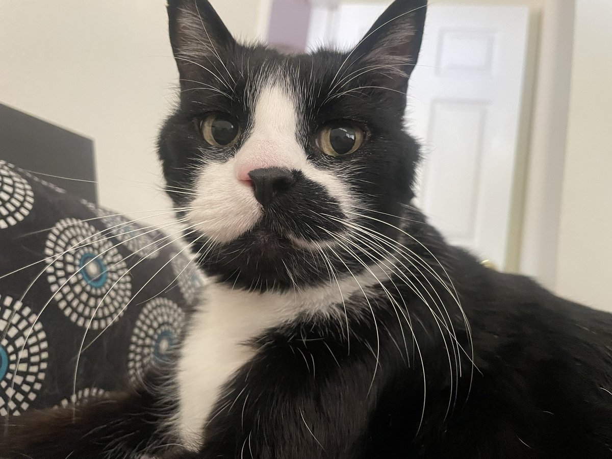 Sam the tuxedo cat looks at you lovingly with big juicy eyes and long white whiskers.