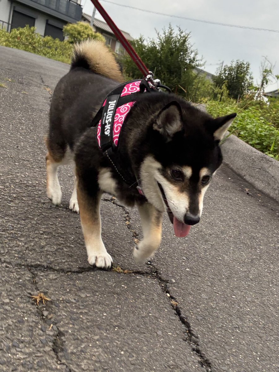 黒柴あおい 黒柴あおい🐾 on X: 