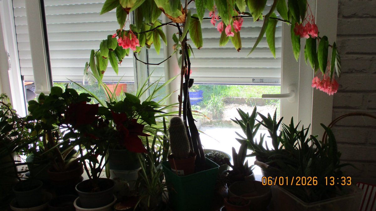 grimumu's tweet image. 