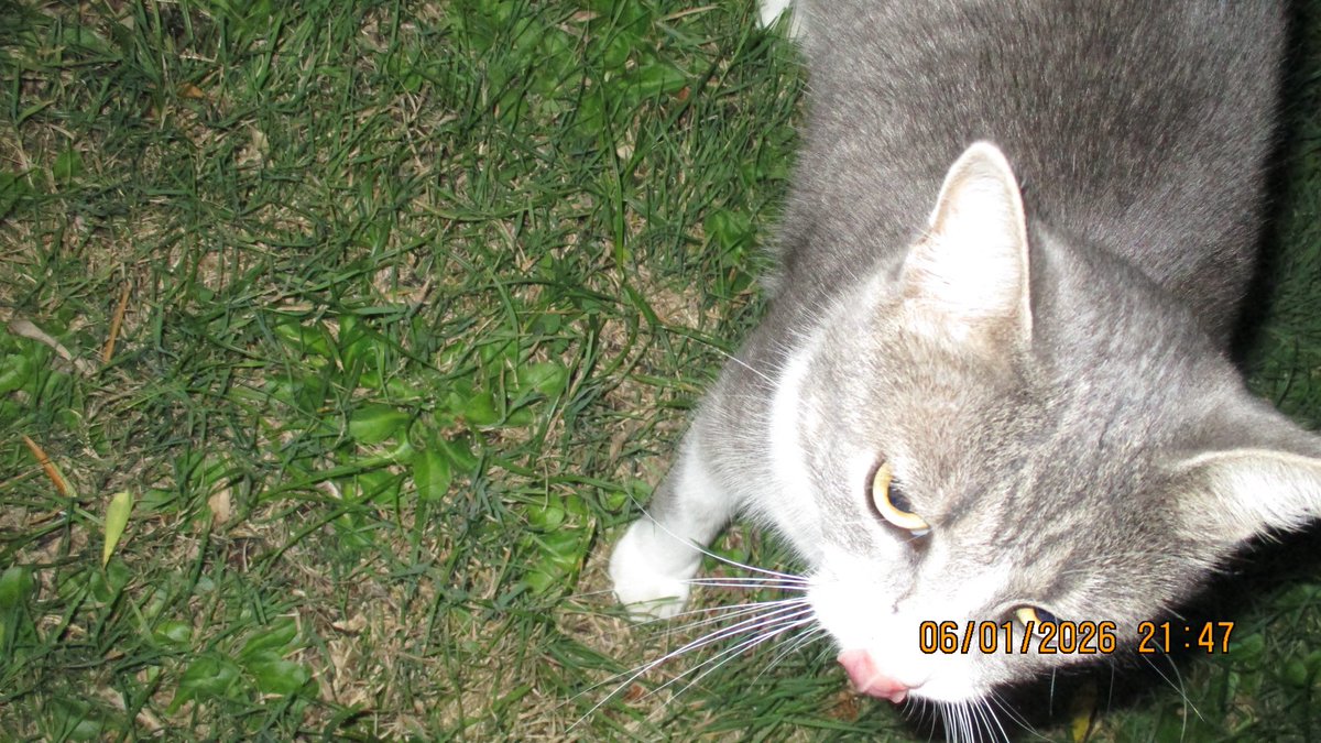 grimumu's tweet image. 