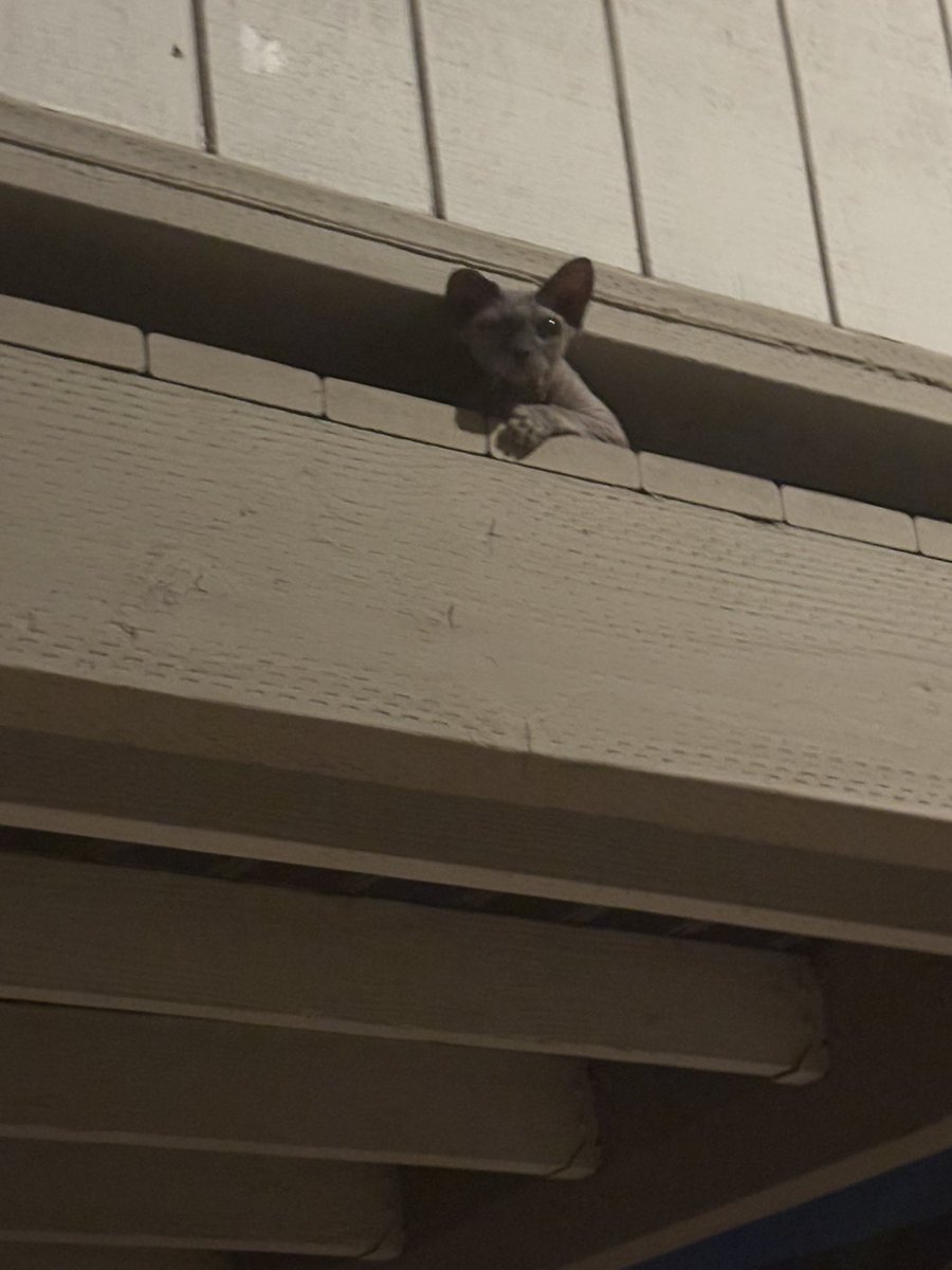 smooth_brain's tweet image. this animal attacks from above