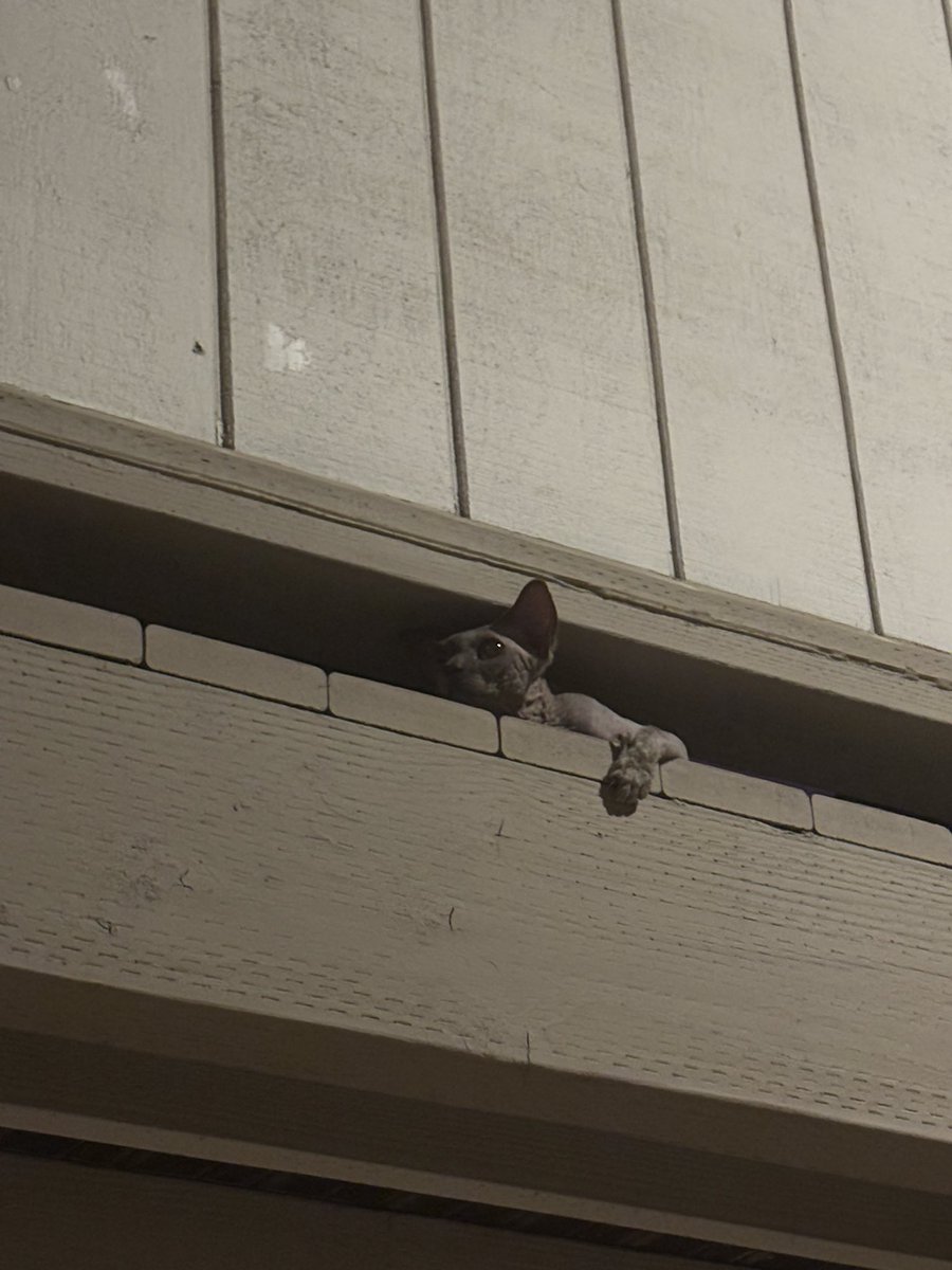 smooth_brain's tweet image. this animal attacks from above