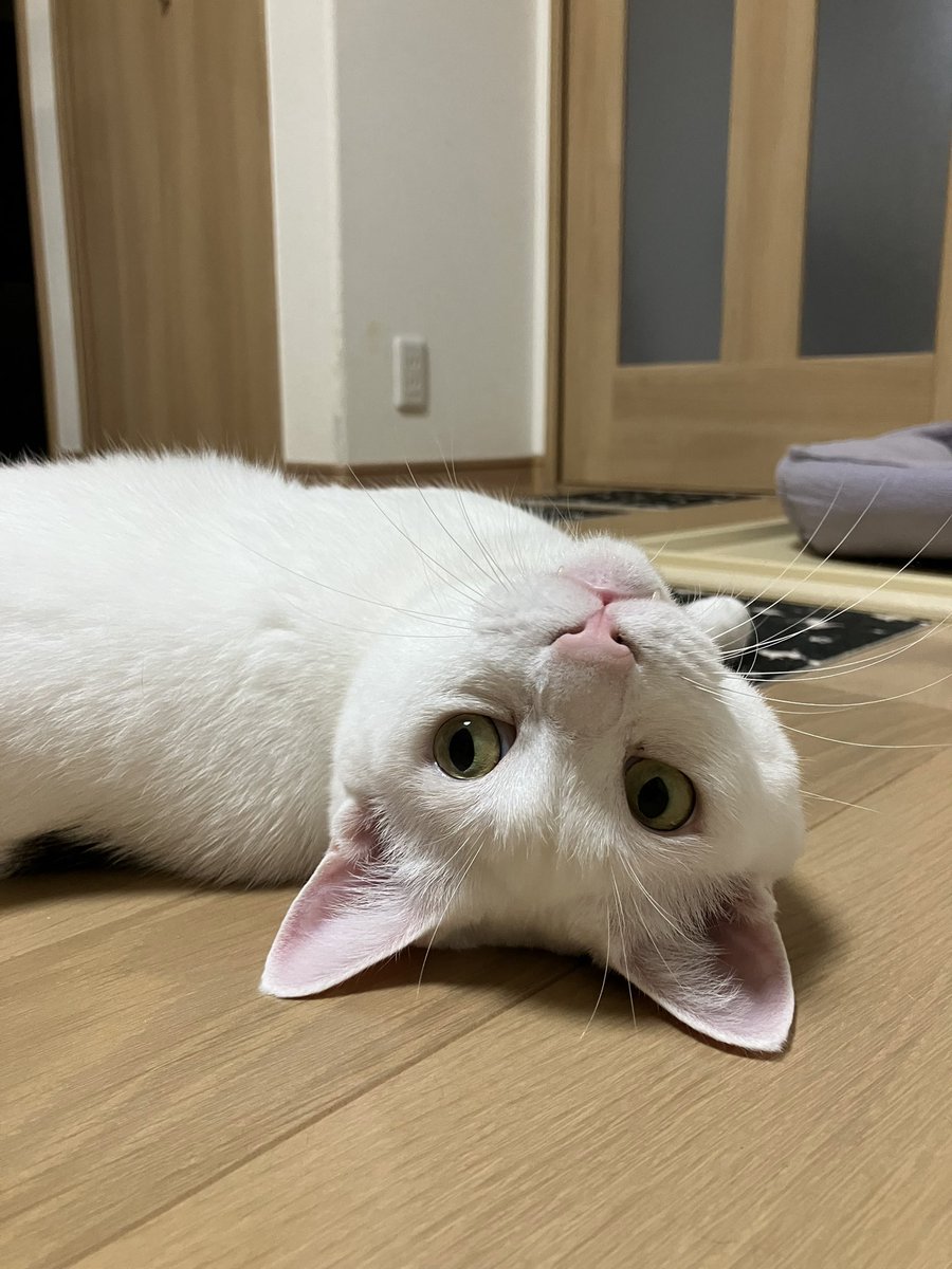 おはようございます🐾🐾
怒涛の一週間が始まりました😮‍💨
頑張るから癒しておくれ🥺
 #ねこ #猫好きさんと繋がりたい
 #保護猫トビキジ #繁忙期 #お盆