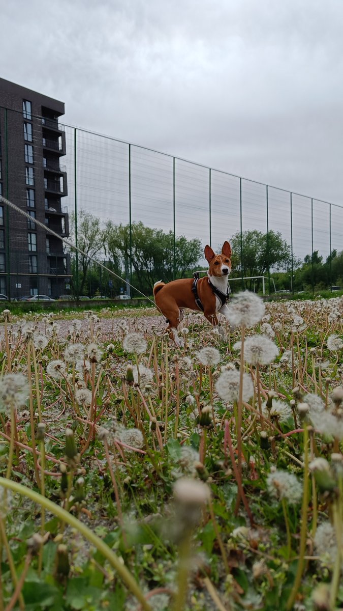 Mari_Makovkina's tweet photo. Spring dandelions
#basenji #Lviv #supportdog https://t.co/KdUoqdpclC