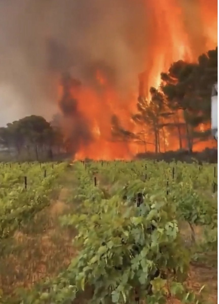 La vigne ne brûle quasiment pas et est un excellent coupe-feu naturel, qui permet d'avoir une position de sécurité pour combattre le feu.
Le problème, c'est que l'UE subventionne les viticulteurs pour mettre les vignes en jachère. Il y a un plan de captation derrière tout cela.