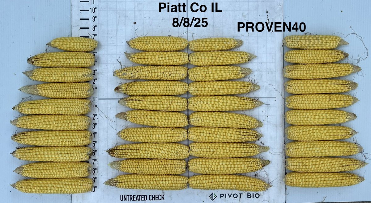Crops are looking good in Central IL.  There has been some moderate tip back but overall kernel totals per ear are high.  Proven40 gives each plant an individual N source to improve plant and ear consistency for more yield potential.  A lot of scouting and season left to go!