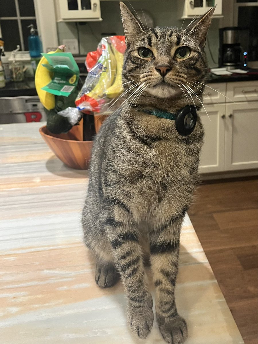 <a href="/janeremover/">Jane remover</a> Can you screenshot this picture of my cat and sign it