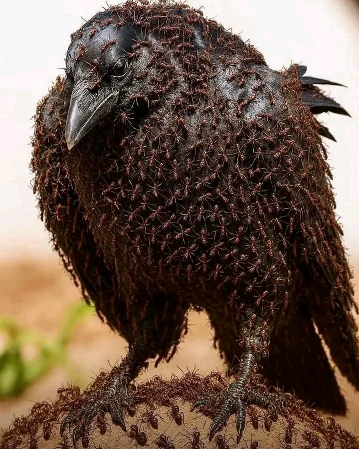 les corbeaux, se couchent volontairement dans des fourmilières. Les fourmis libèrent de l’acide formique, un « bain chimique » naturel qui tue parasites et microbes. Ce comportement instinctif, observé chez des dizaines d’espèces, montre comment la nature offre sa propre pharma