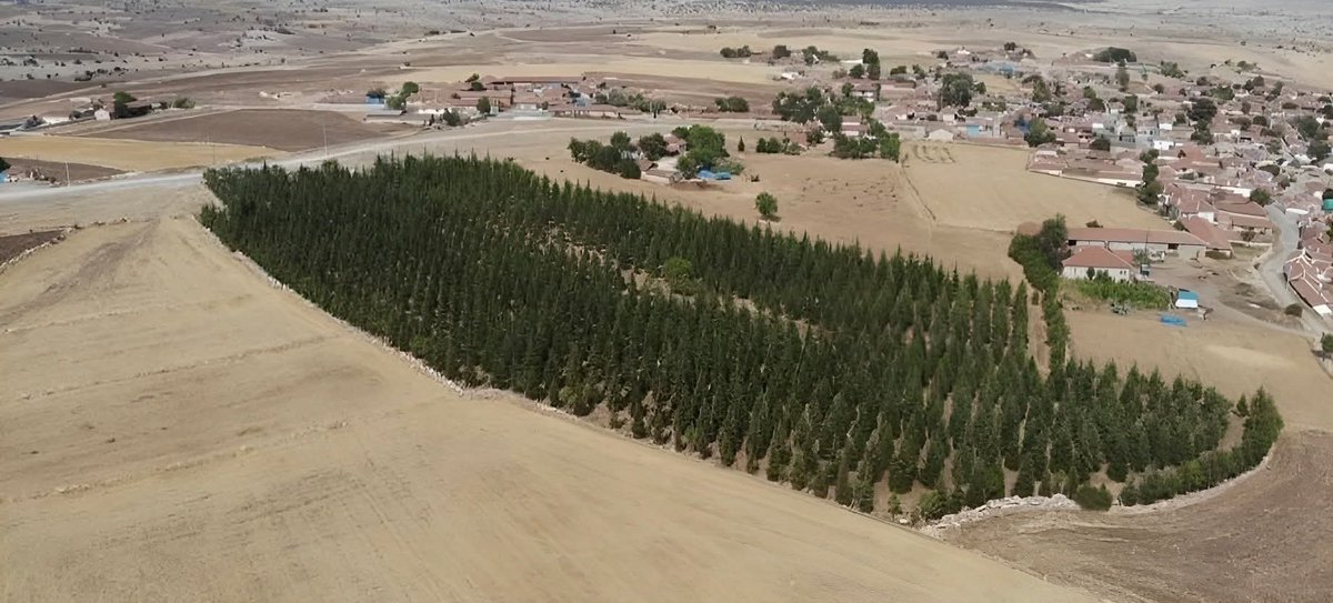 eskişehir’de ibrahim kaya adlı vatandaş, vefatından bir süre önce sattığı arabasının parasıyla arazisine 5 bin adet sedir fidanı dikmiş ve o fidanlar bozkırın ortasında böyle bir görüntü yaratmış. allah rahmet eylesin. bayılıyorum böyle güzel insanların böyle güzel hikayelerine.