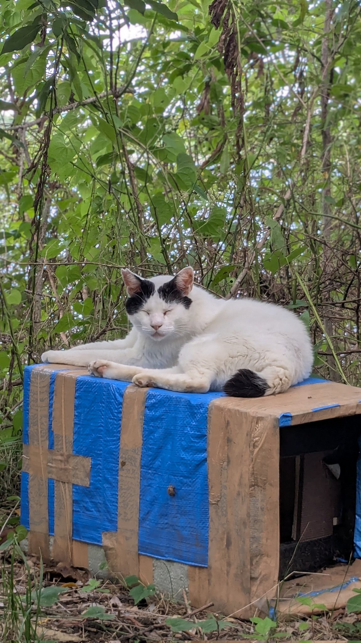 ♡ねこ♡　おまとめご依頼3点 通気性抜群な箱とねこ。Excellent Breathable Box and Cats