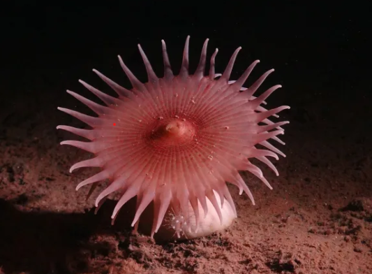 Amnesty Toronto tweet media