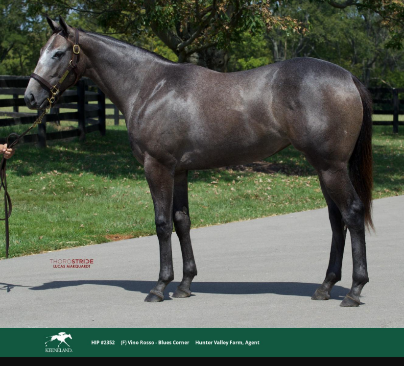 mike33024's tweet image. Let's get it Bottle Of Rouge!!! 

@BobBaffert again remind the world why D Wayne said he had the best eye for a thoroughbred in the world.

The GOAT doesn't need millions to find a nice horse, he got this girl for only 100K in late book Keeneland.

What a star she looks like! 🌟