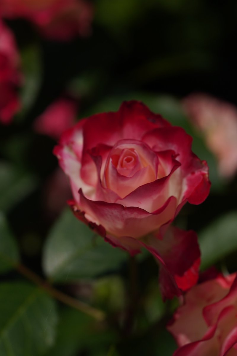 jerritama🐈🐟🐈 (@jerritama) on Twitter photo 