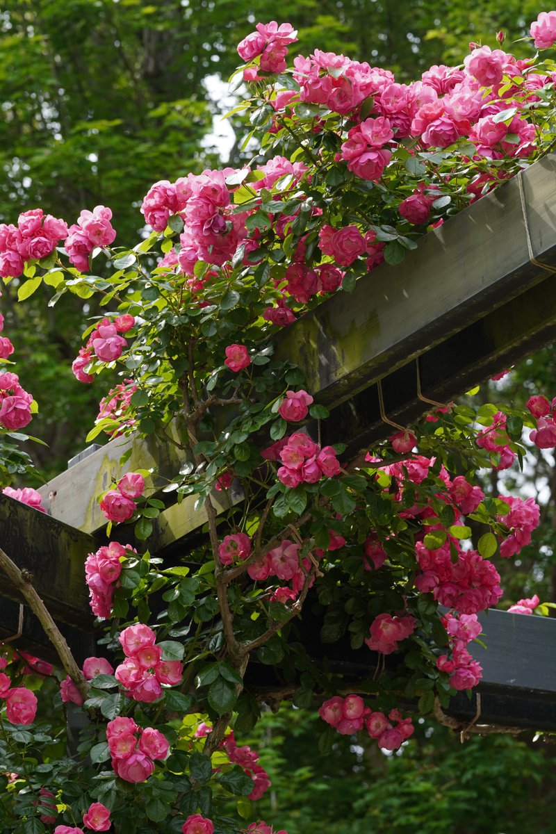 jerritama🐈🐟🐈 (@jerritama) on Twitter photo 