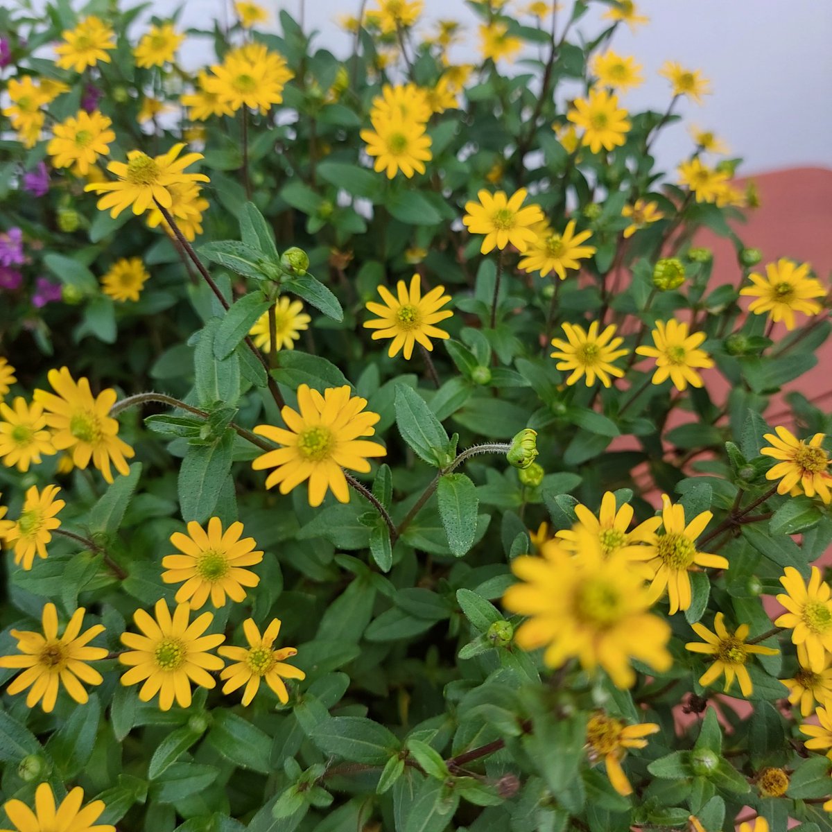 A lttle Star to everyone for a relaxing Night and good dreams