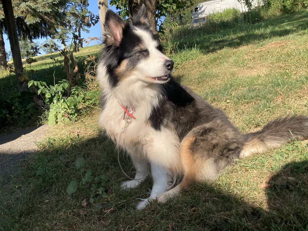 Doggo says happy Saturday