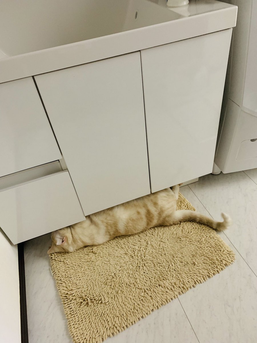 助けてください
洗面所を使用すると猫パンチが飛んでくるブービートラップが仕掛けられてます🐈