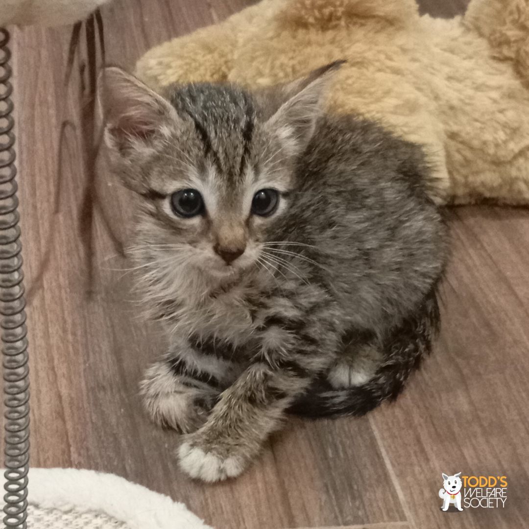 tws_pk2's tweet photo. Some supporters have mentioned that they don't actually see our posts. This is worrying as it means our rescues will not be helped. 
Visibility=Support=Donations=More animals helped. 
So please if you see this post of Whiskers drop us a ❤️ in comments 
#smallrescuevisability https://t.co/XSHIIgopFv