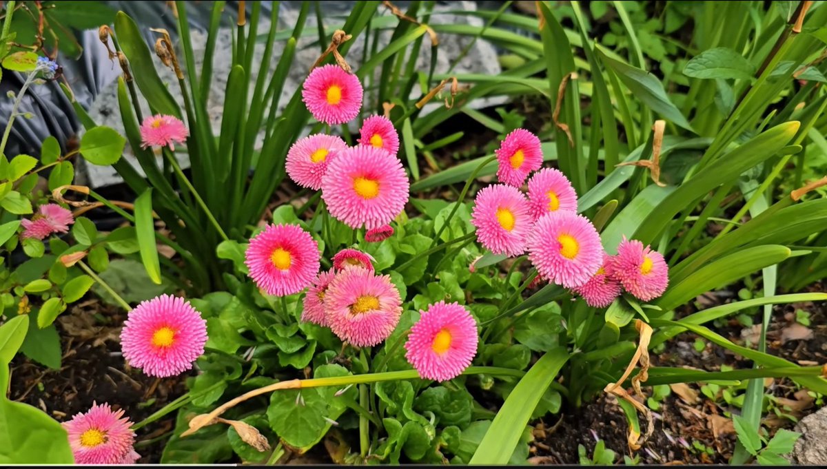 오늘도 ~새미래민주당 파이팅 🦁 🐬 🩵