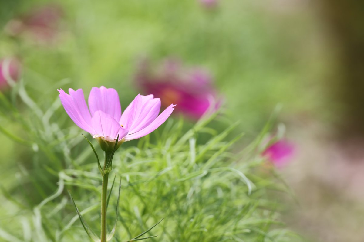 おはようございます。