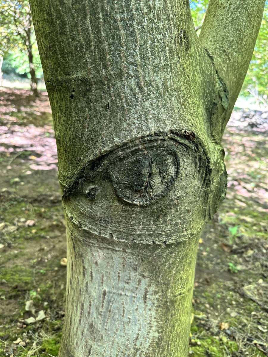 A veces en mis paseos, me siento observado. 👁️