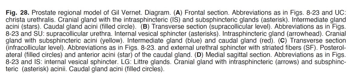 On August 10, 1892, the Spanish anatomist and urologist was born. In “ Biología y Patología de la Próstata” published in 1953, he described the first regional and urethrocentric model of the prostate gland. Eur J Anat 20(3):231-247 (2016).