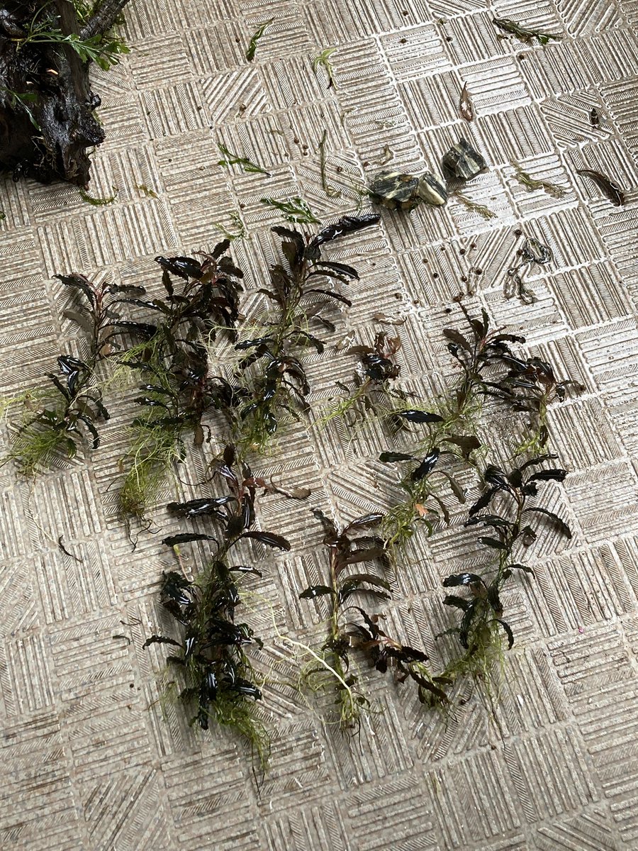 リセットの遺品
流木に活着した水草達

ウォーターフェザーは剥いで処分🌱
アヌビアスは木酢液処理して再利用🌱
ボルビティスは選別して再利用🌱
ブセファンドラは株分けしてお裾分け🌱

思いの外、🌱増えまくっててびっくり🫢
せっかく活着してるからもったい気も💦