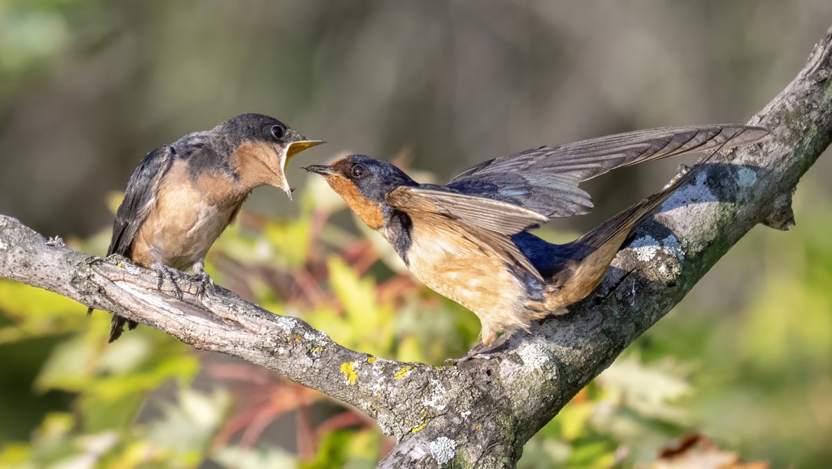 Incoming food delivery for a fledgling Barn Swallow