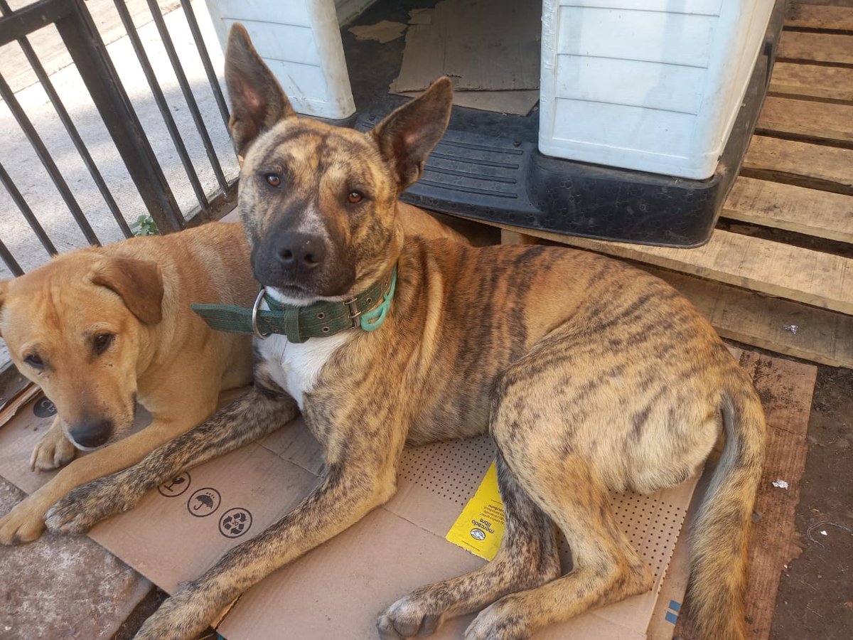 Amigos y amigas, ayúdenme a difundir estos perritos buscan un hogar dónde los quieran y protejan, están en un lugar en no muy buenas condiciones, el café con blanco no sé lleva bien con perros pequeños y con gatos, merecen tener un hogar ojalá alguien los pudiera adoptar.