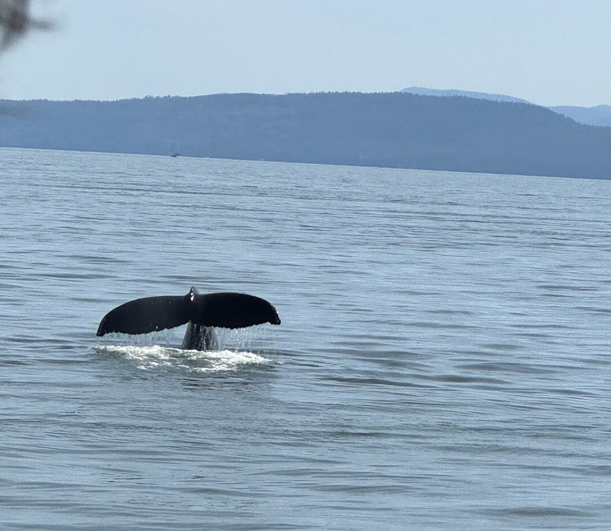 What a picture perfect birthday to go whale watching!