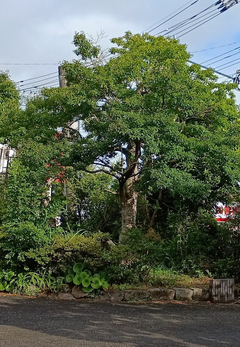YuuSaina's tweet image. A big tree in the garden that was over half a century old. It's not good to grow any bigger than this. The experienced gardener cut down the tree in no time .
#bigTree #logging
やむなく大きな庭木を切ってもらった。樹齢は半世紀以上。木は瞬く間に狙いの方角へ横倒しに。
#庭木 #伐採