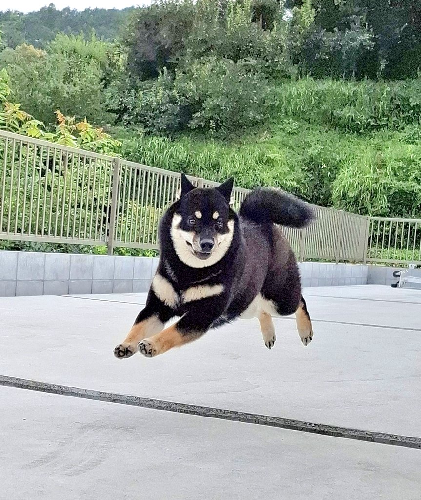 【黒柴あおい】 三角形だったり飛んでたりする柴犬～黒柴あおい | 柴犬3兄弟ひな