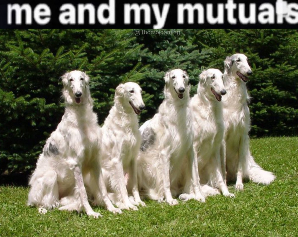 #borzoi #borzoitwt