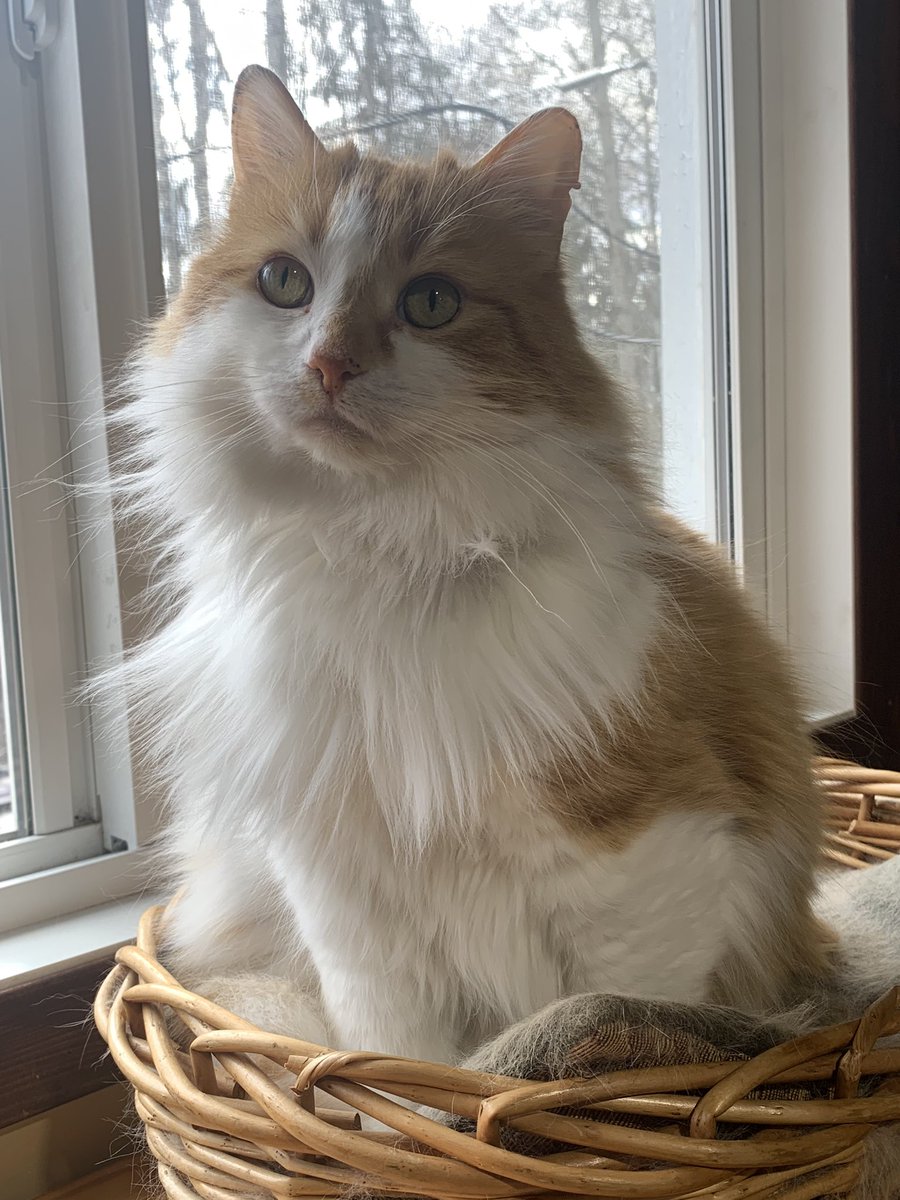 Barbeydoll65 (@barbeydoll65) on Twitter photo <a href="/Hedgewatchers/">Hedgewatch</a>
I know it’s been awhile since I been here, but can I please get thoughts and 🙏‘’s my Fanta kitty has disappeared outside, I’m scared for him , thank you🐾😿
#Hedgewatch
#Fanta
#Missing
#Sad <a href="/Hedgewatchers/">Hedgewatch</a>
I know it’s been awhile since I been here, but can I please get thoughts and 🙏‘’s my Fanta kitty has disappeared outside, I’m scared for him , thank you🐾😿
#Hedgewatch
#Fanta
#Missing
#Sad