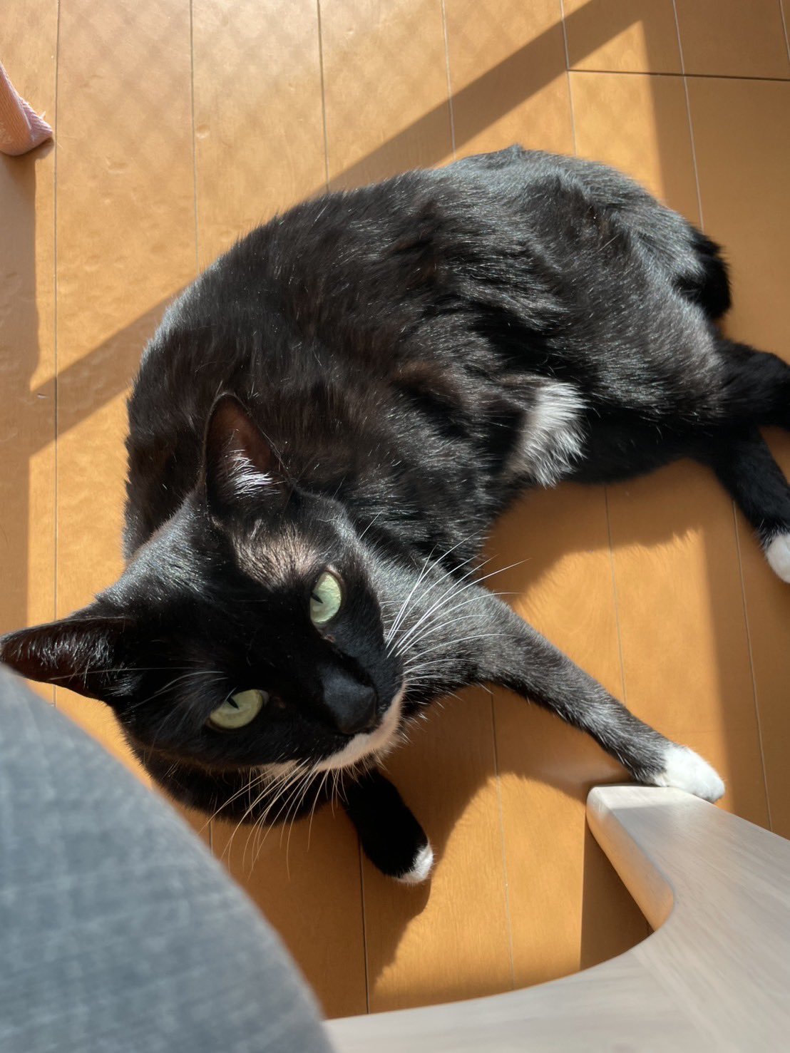 一閑張り（猫） 4F75D8BC-29A8-4B52-9E3E-