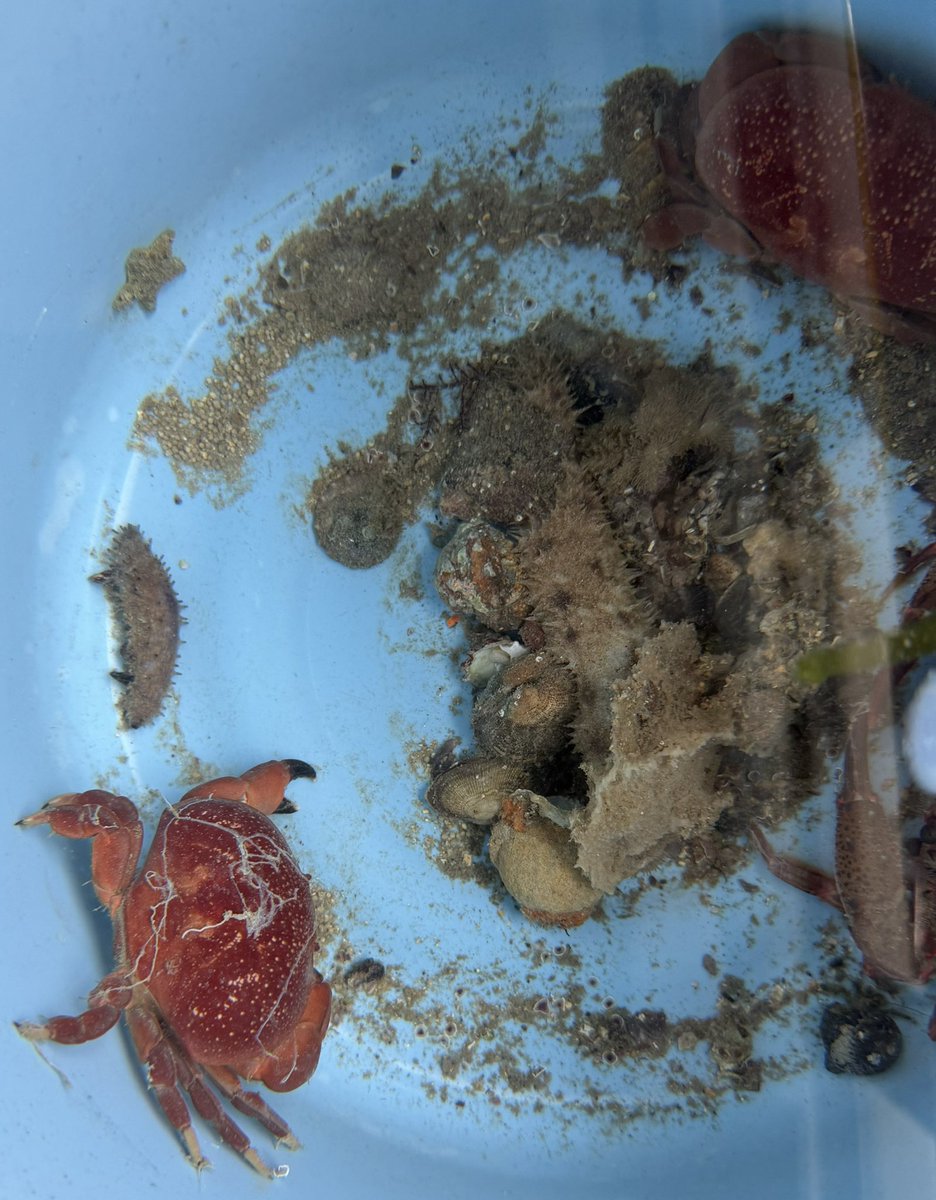 臨海実習始まりました@瀬戸臨海実験所