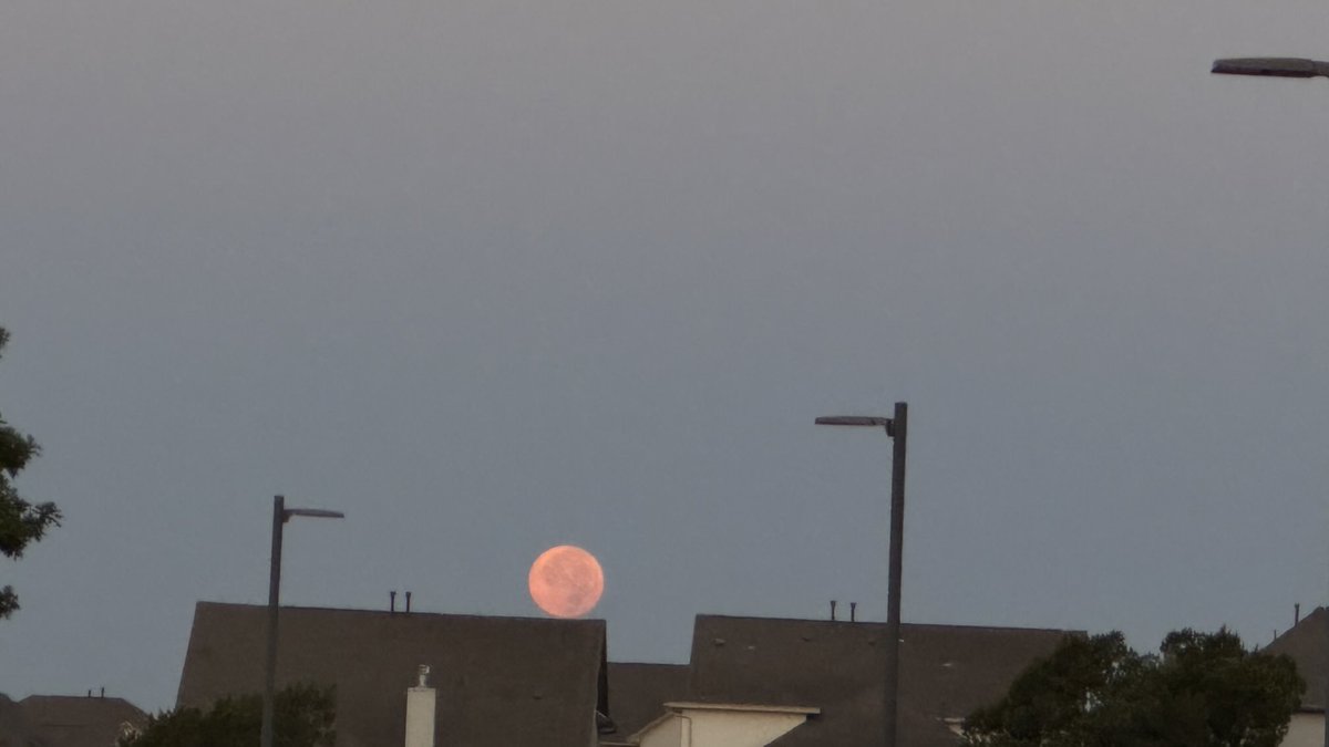 sudha_m_reddy's tweet image. It’s a great day when you spot these two beauties within 10mins of each other…