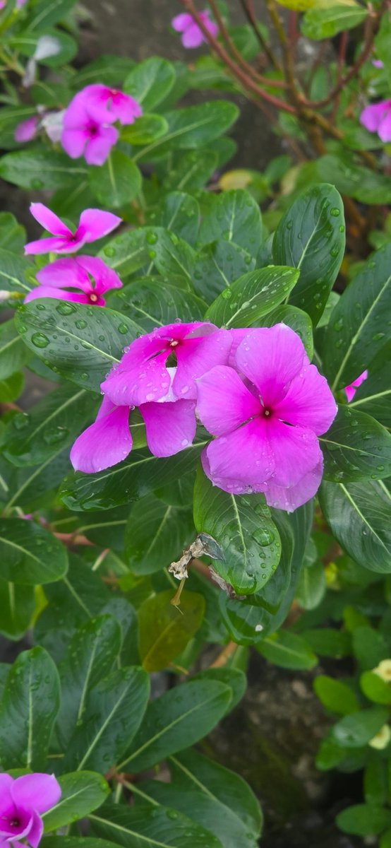 Sunday Petals.

Blessed morning!